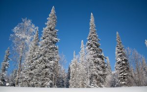 trees-snow-winter-branch-ice-frost-spruce-Christmas-Tree-fir-Freezing-tree-weather-plant-seaso...jpg